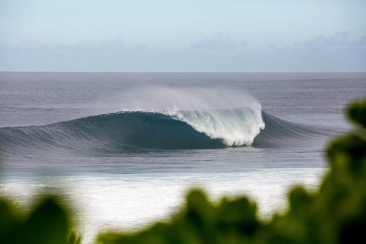 A wave peeling across a calm bay, seen through green leaves.